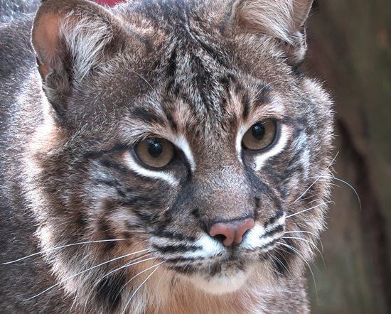 Bobcat